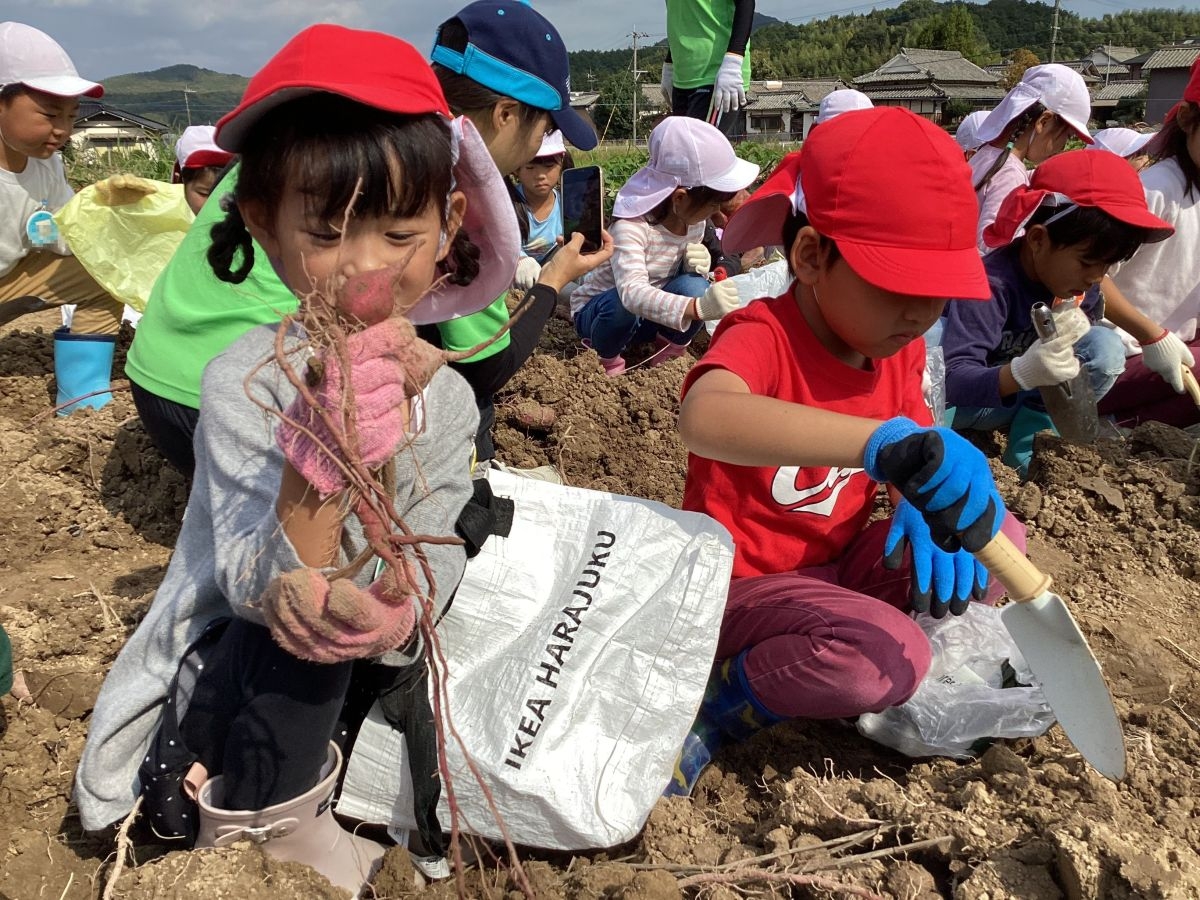 (年長)芋の事は年長にまかせておけ!