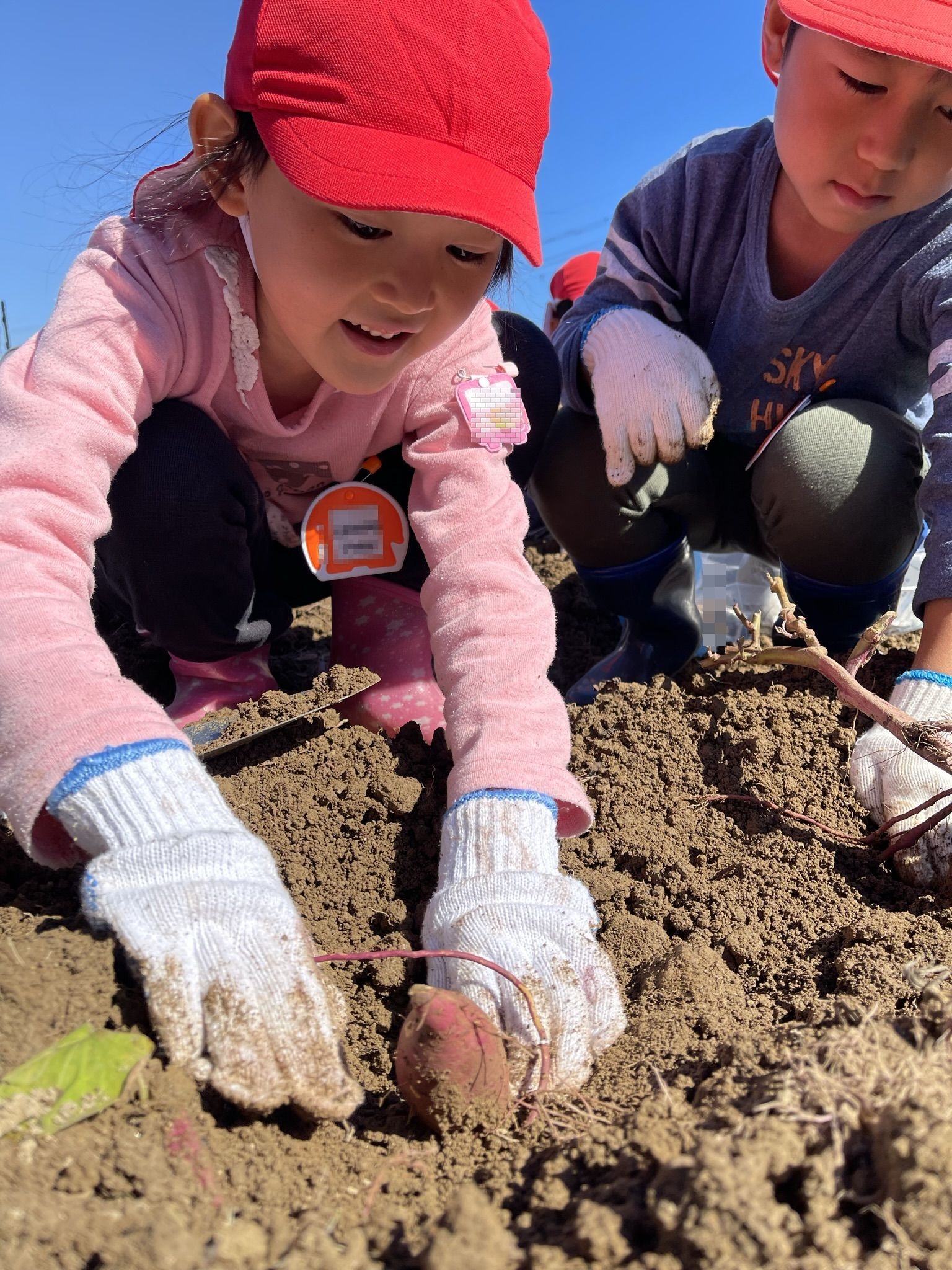(年長)全員のお芋!掘って来たよーーーーー!
