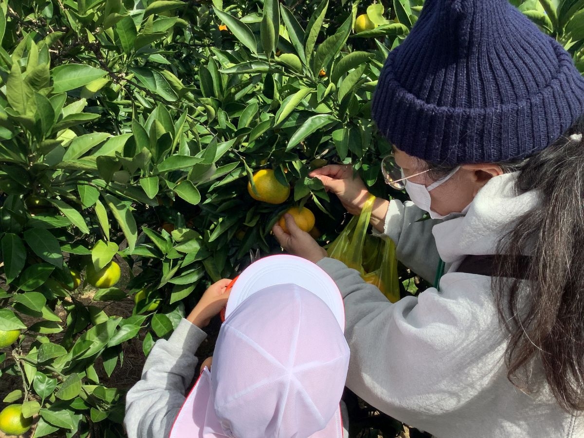 (年少)みかんがりに行って来たよ!(太陽園へ)