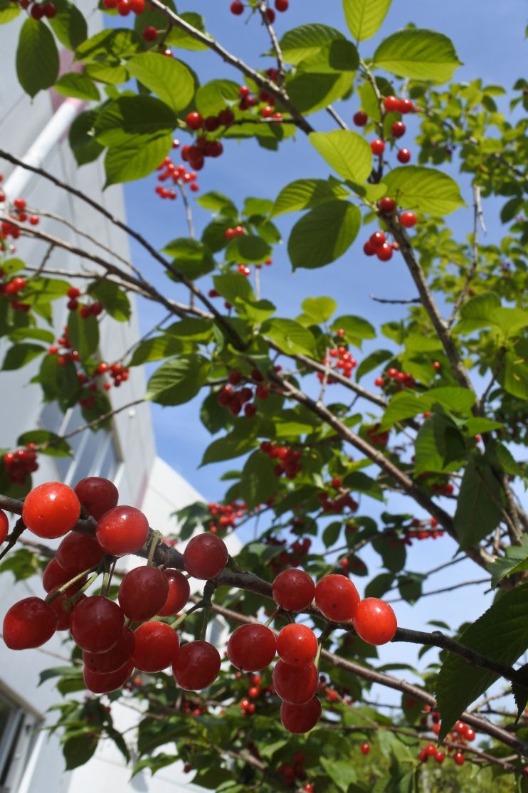 真っ赤な 真っ赤な さくらんぼ!