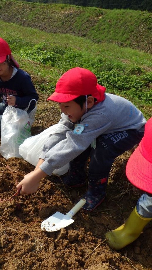 (年長)全園児で食べるお芋を掘ってくるぜー!