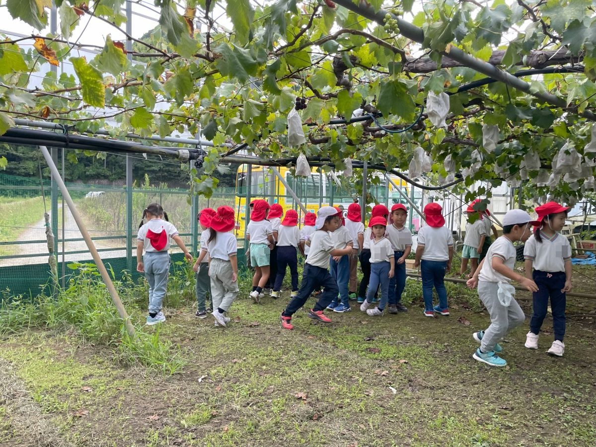 【年長児】ぶどう狩り