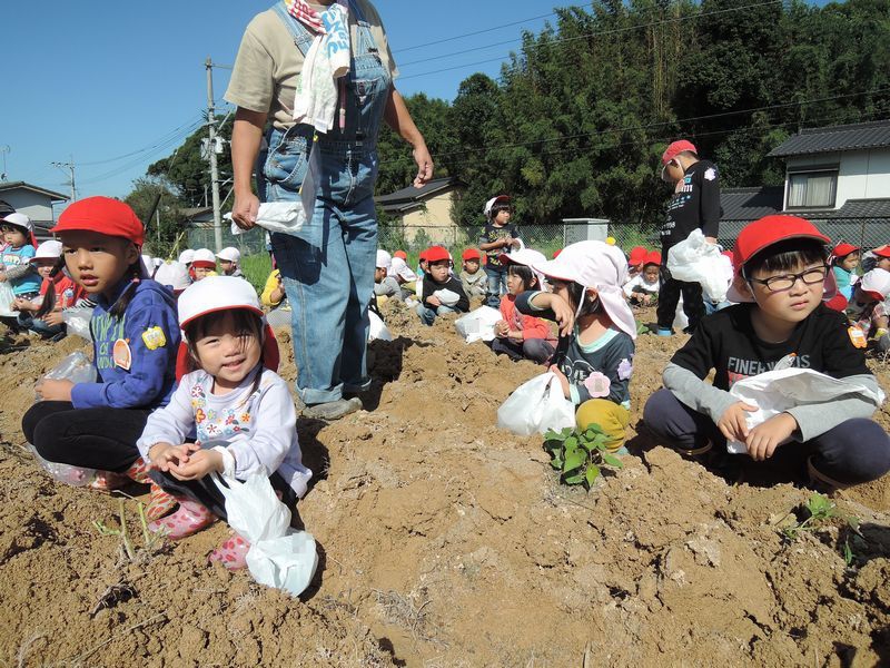うんとこしょ～おいもほり!