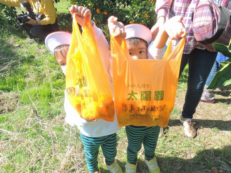 年少みかん狩り